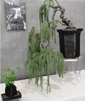 2025 People's Choice Award - Acacia Pavissima